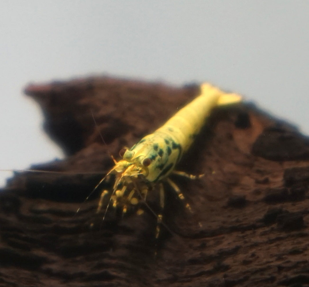 Yellow Boa Caridina Shrimp