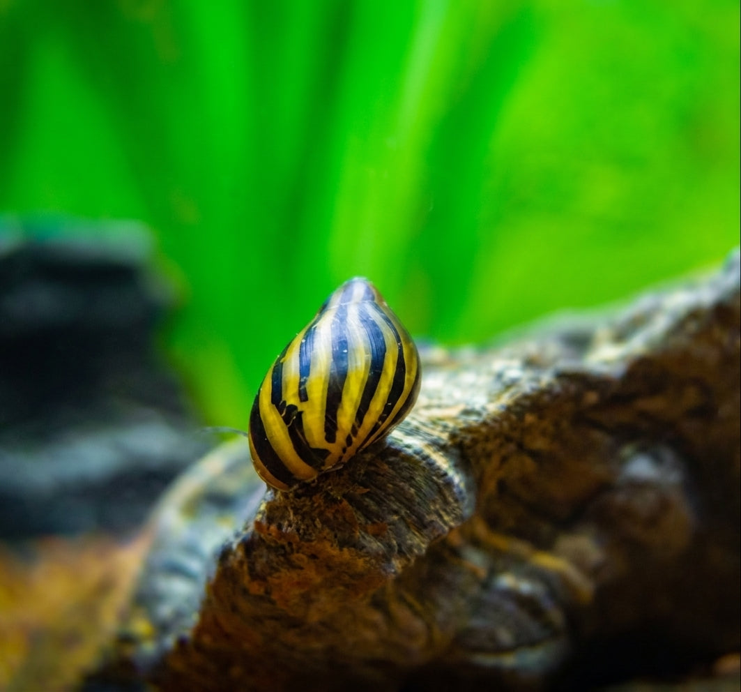 Zebra Nerite Snail