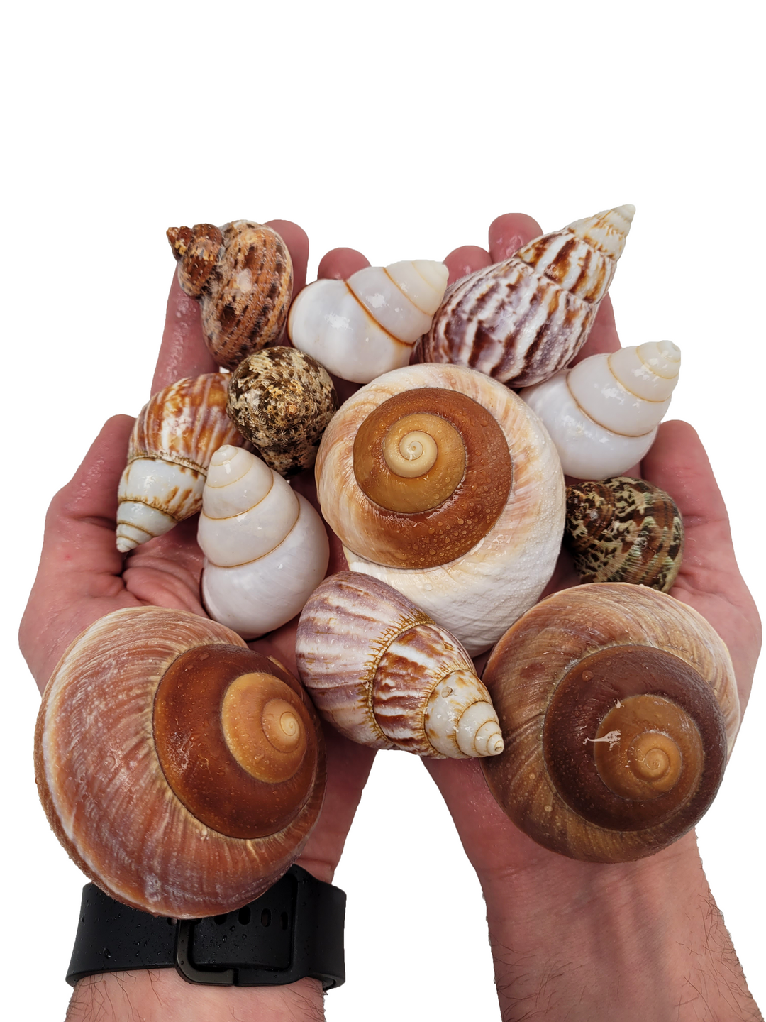 WIO Shelter - Shell